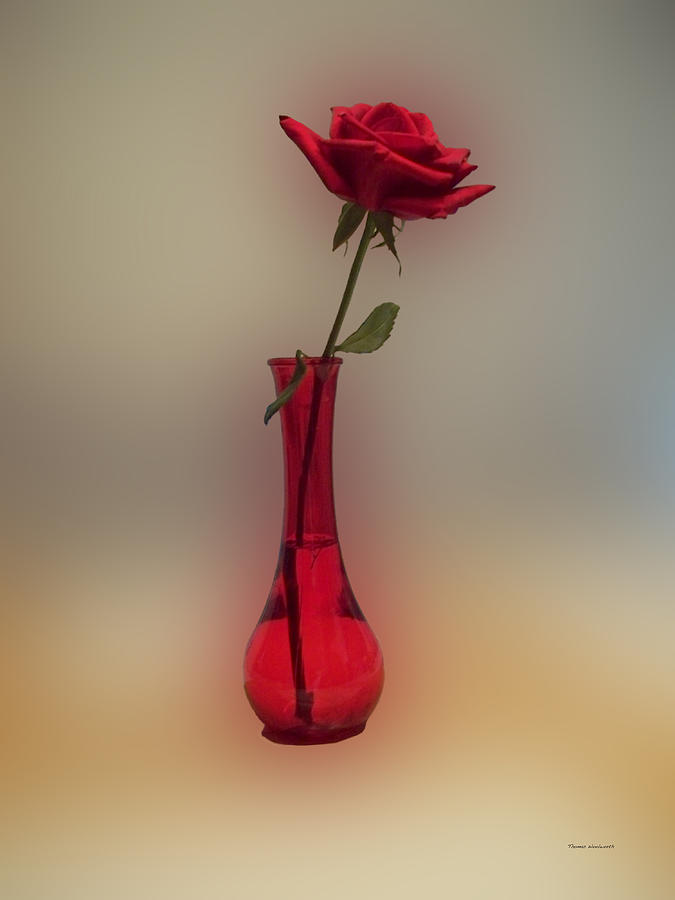 Rose in a Vase Photograph by Thomas Woolworth