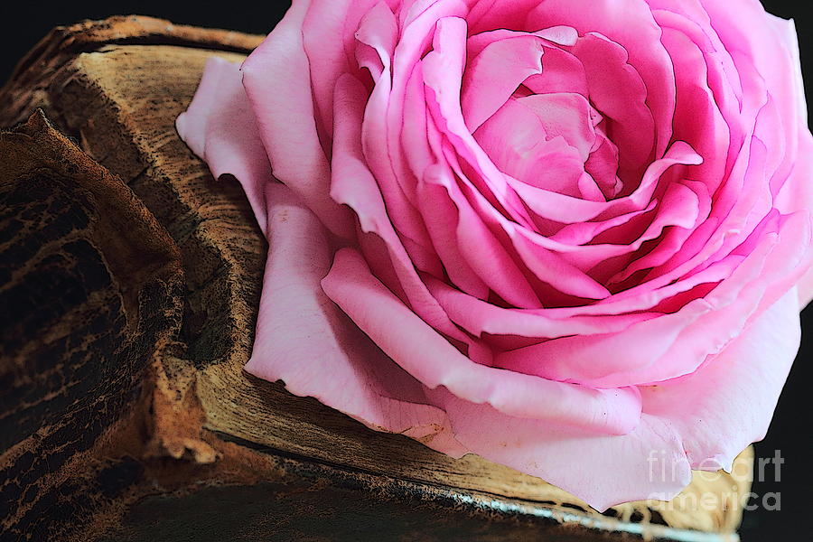 Rose in an old book Photograph by Amanda Mohler