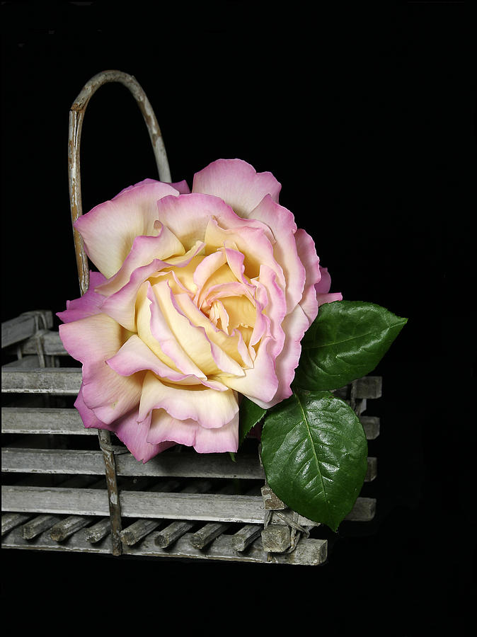 Rose in Basket Photograph by Maria Holmes