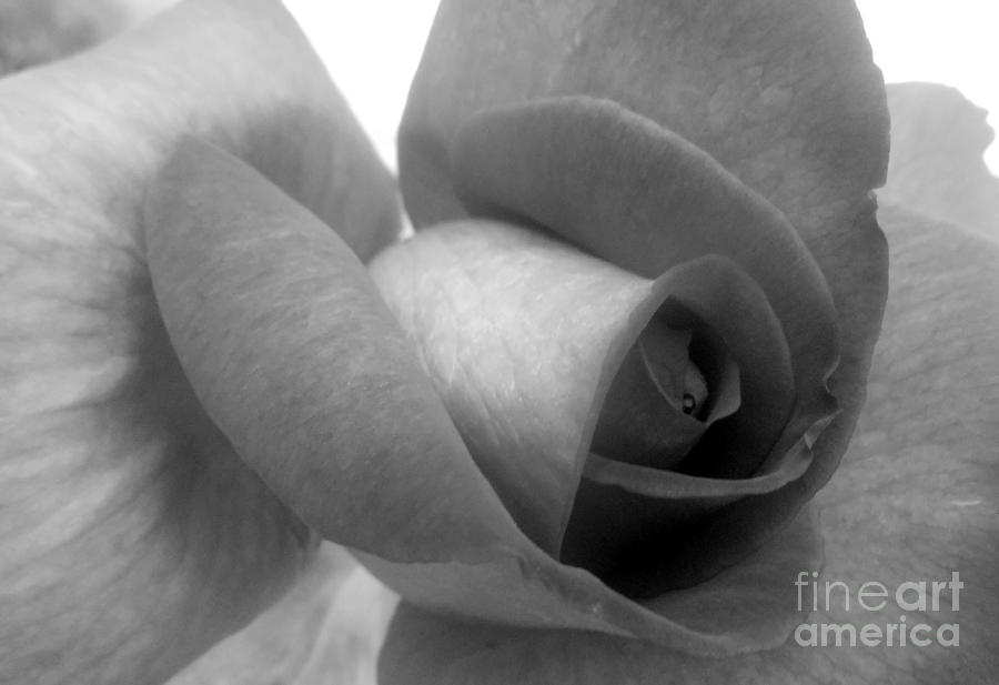 Rose In Black And White Photograph