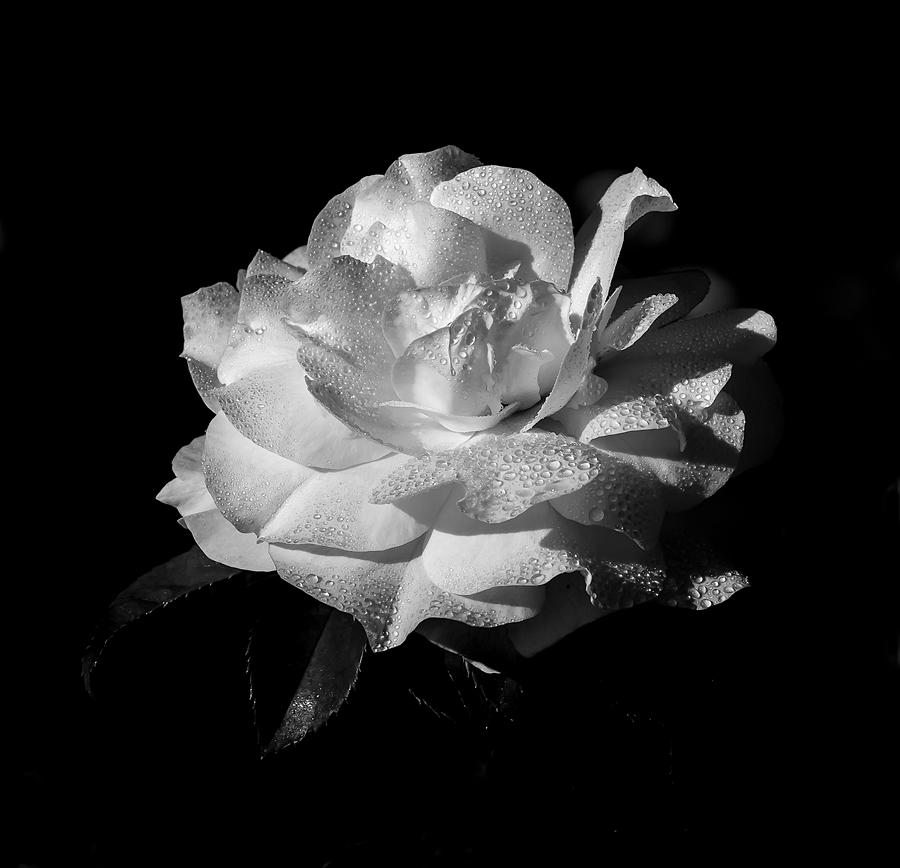 Rose in Black and White Photograph by Kenneth Blye - Fine Art America