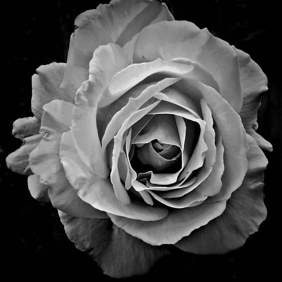 Rose In Black And White by Patricia Strand