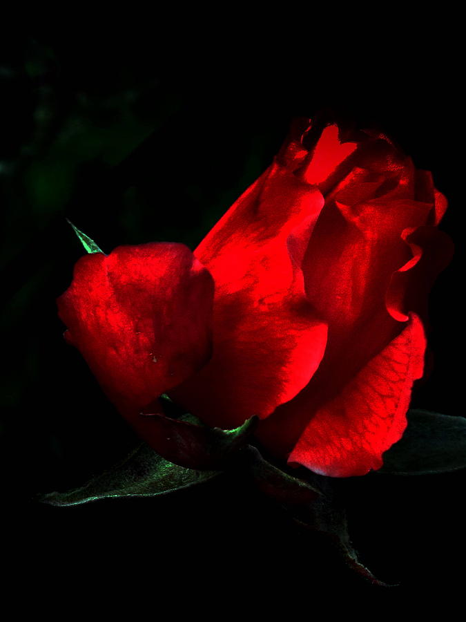 Rose in Black Photograph by Suzy Piatt