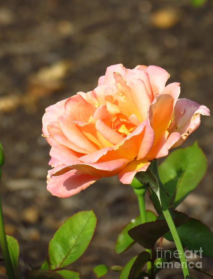 Rose in Bloom Photograph by Anita Adams