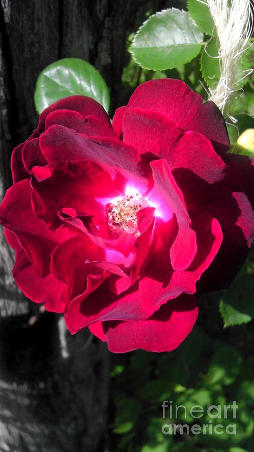 Rose In Bloom Photograph