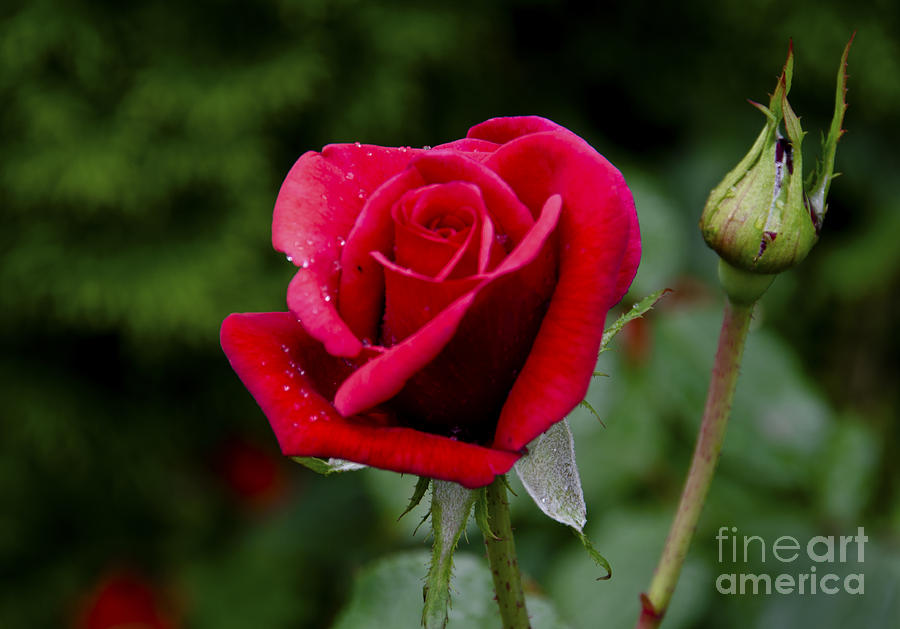 Rose in Bloom Digital Art by Pravine Chester