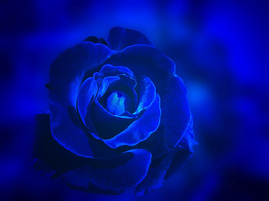 Rose Photograph - Rose in Blue by Sandy Keeton