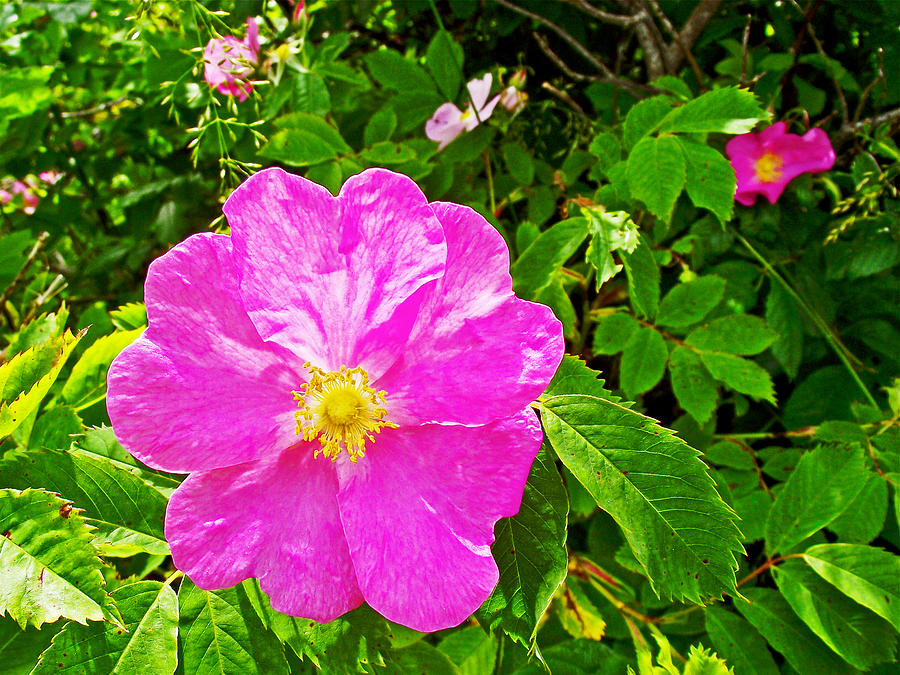 Rose in Cap-Bon-Ami in Forillon National Park, Quebec, Canada  Photograph by Ruth Hager