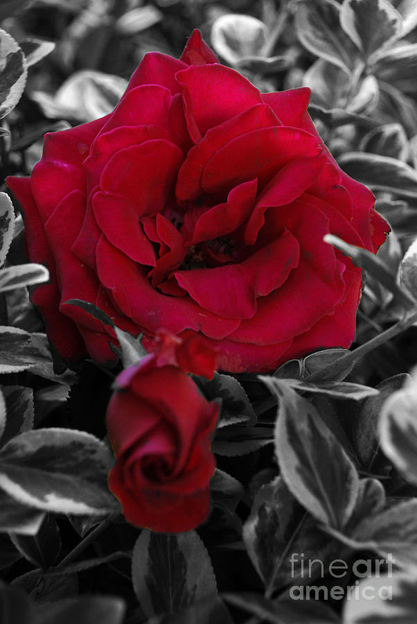 Rose In Color Photograph