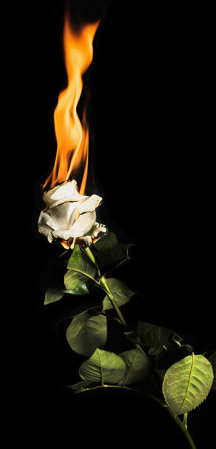 Aesthetic burning rose Wallpapers Download | MobCup