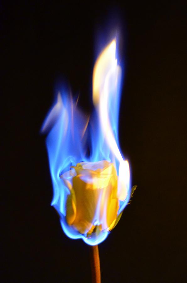 Rose Photograph - Rose In Flames by Paulina Roybal