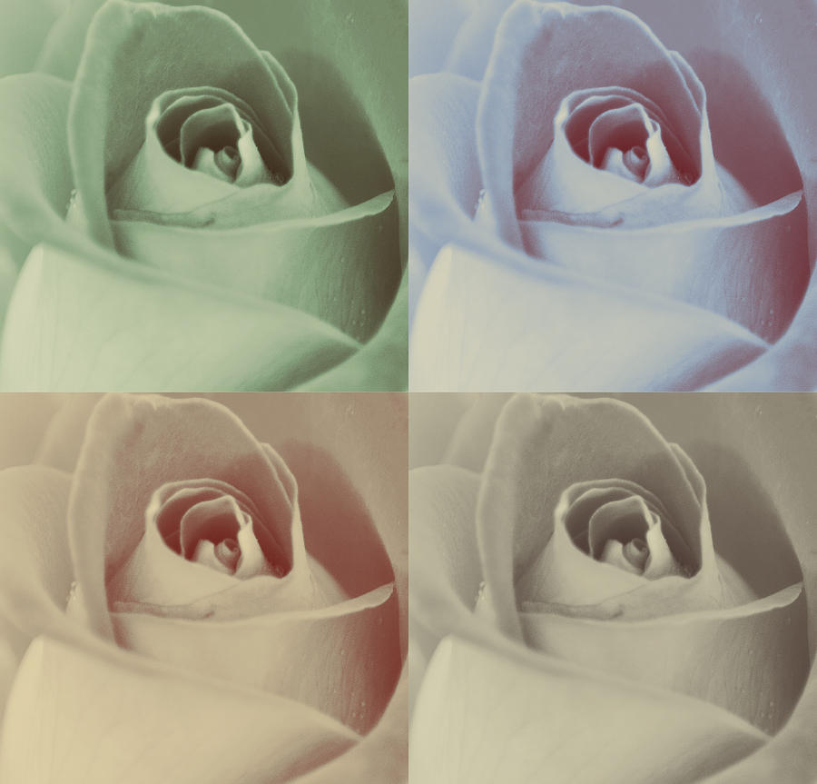 Rose in Four Colors Photograph by Joan Han