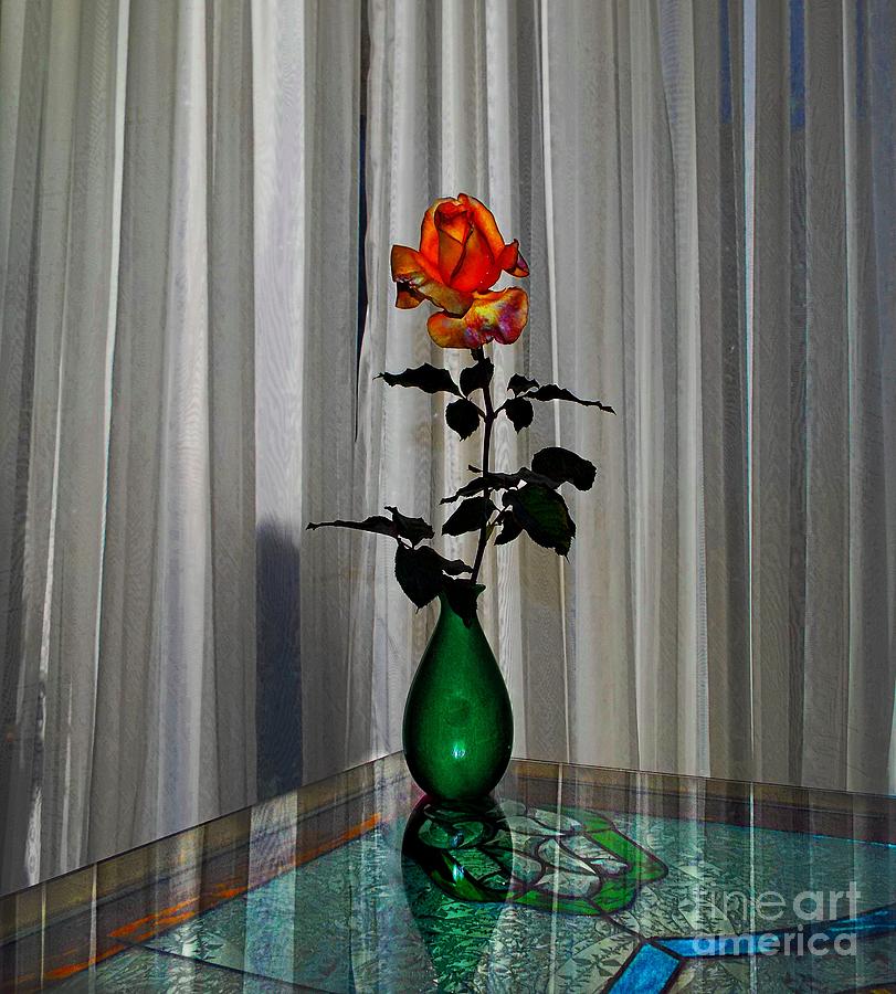 Rose In Front Of White Curtain Photograph by John  Kolenberg