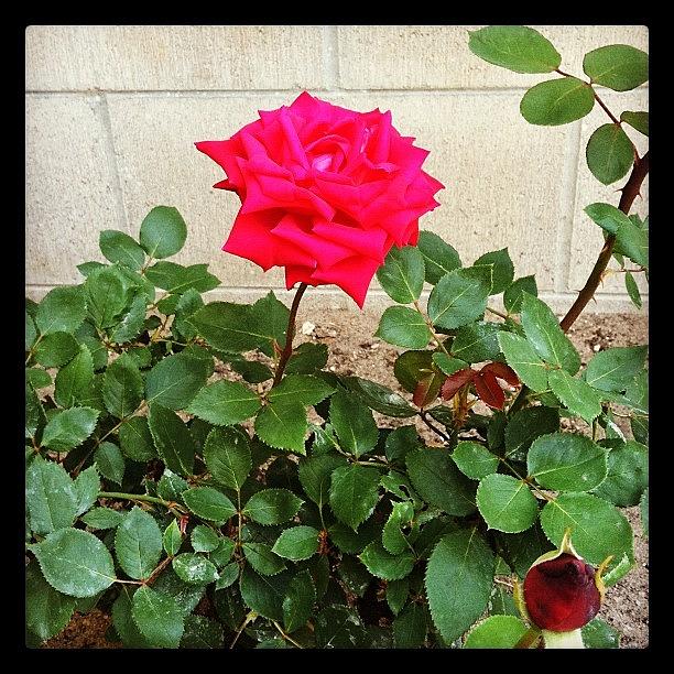 Rose In Moms Rose Garden, No Filter Photograph by Donny Seelhoff