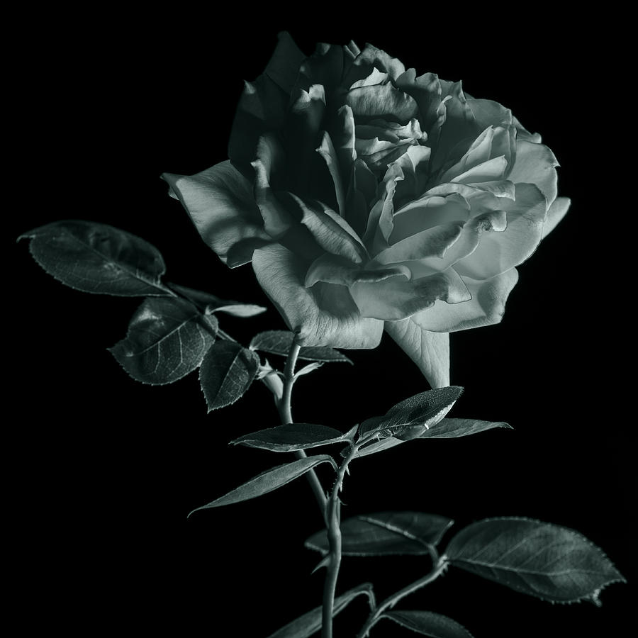 Rose in monochrome Photograph by Vishwanath Bhat