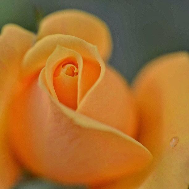Instagrammer Photograph - Rose In My Garden I I by Najat Husain