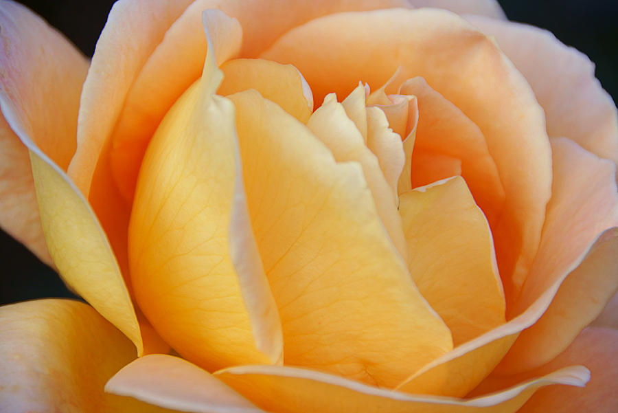 Rose in Peach Photograph by Leda Robertson
