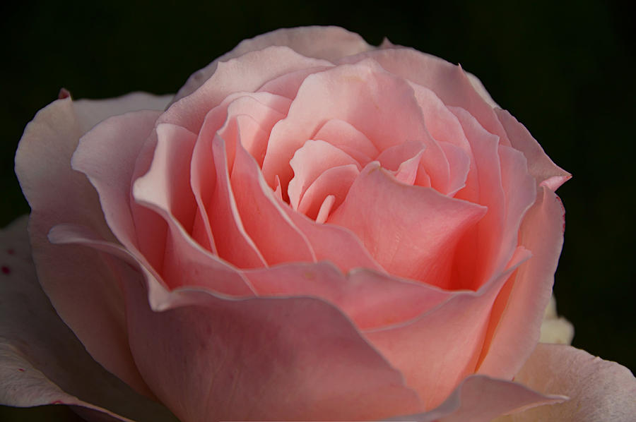 Rose in Pink Photograph by Leda Robertson