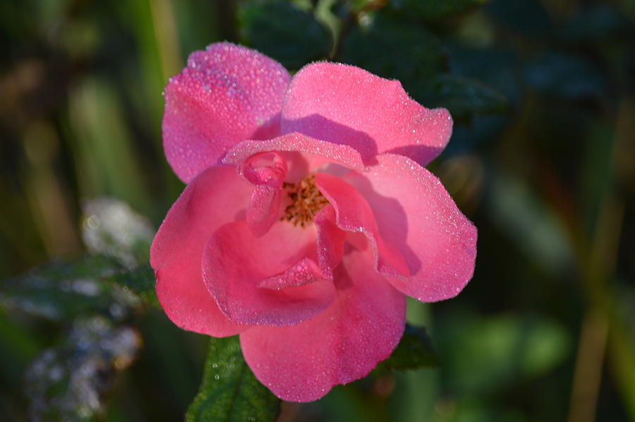 Rose In Pink Photograph