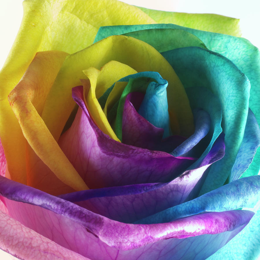 Rose In Rainbow Colors Photograph by Roy Hsu