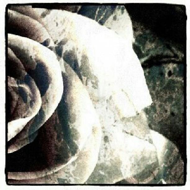 Nature Photograph - Rose In Retro by Jacqueline Schreiber