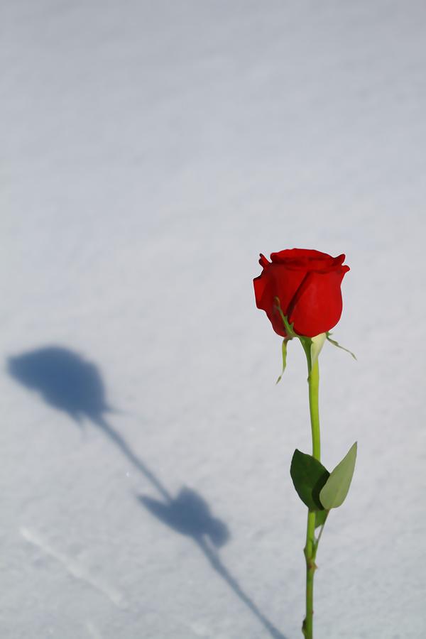 Rose Photograph - Rose In Snow Spring Approaches by Dan Sproul Rose Photograph - Rose In Snow Spring Approaches by Dan Sproul
