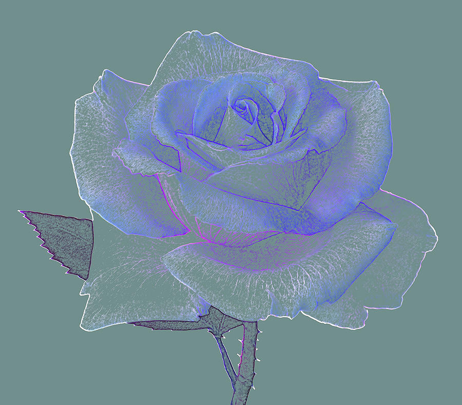 Rose In Soft Blues And White Photograph by Rosemary Calvert