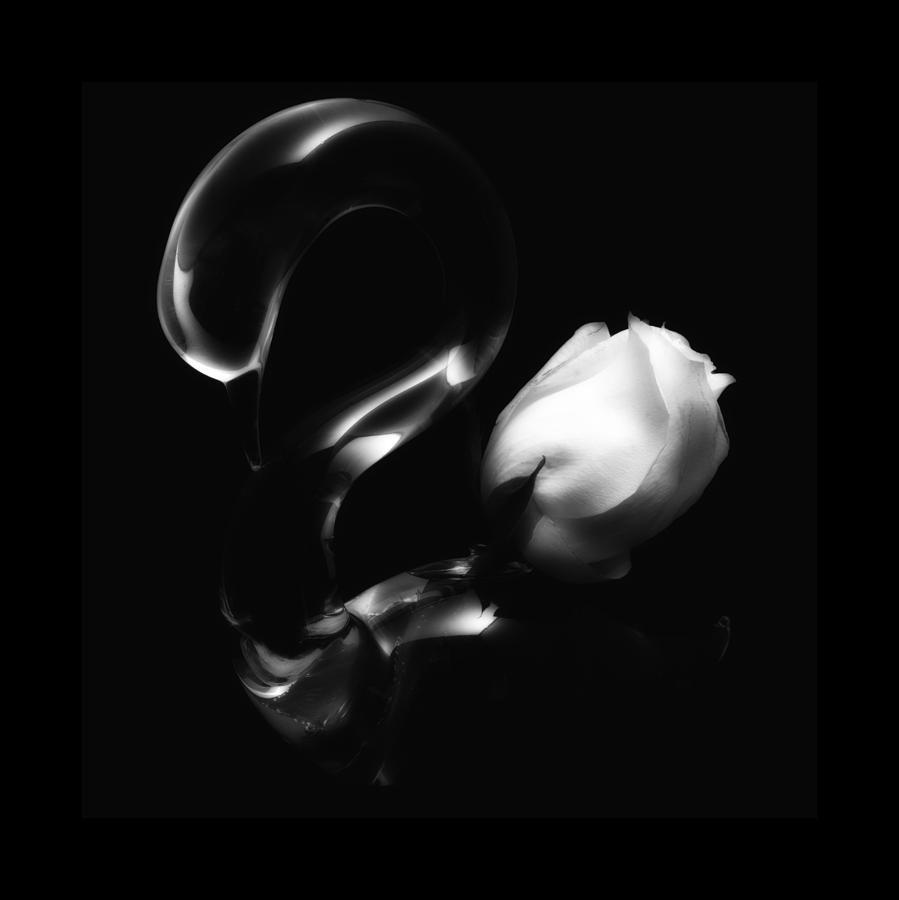Rose In Swan Vase Photograph