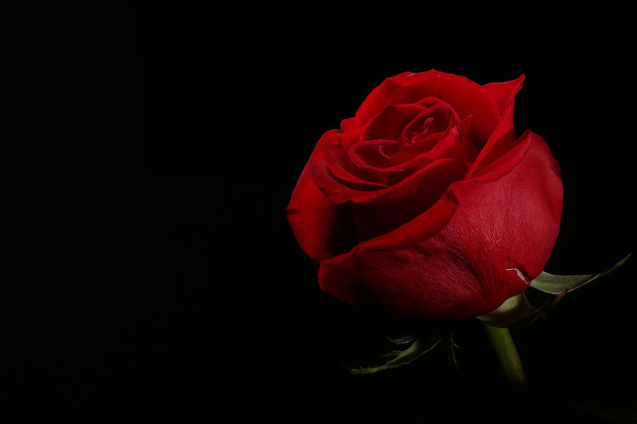 Rose In The Dark Photograph By Gary Blair