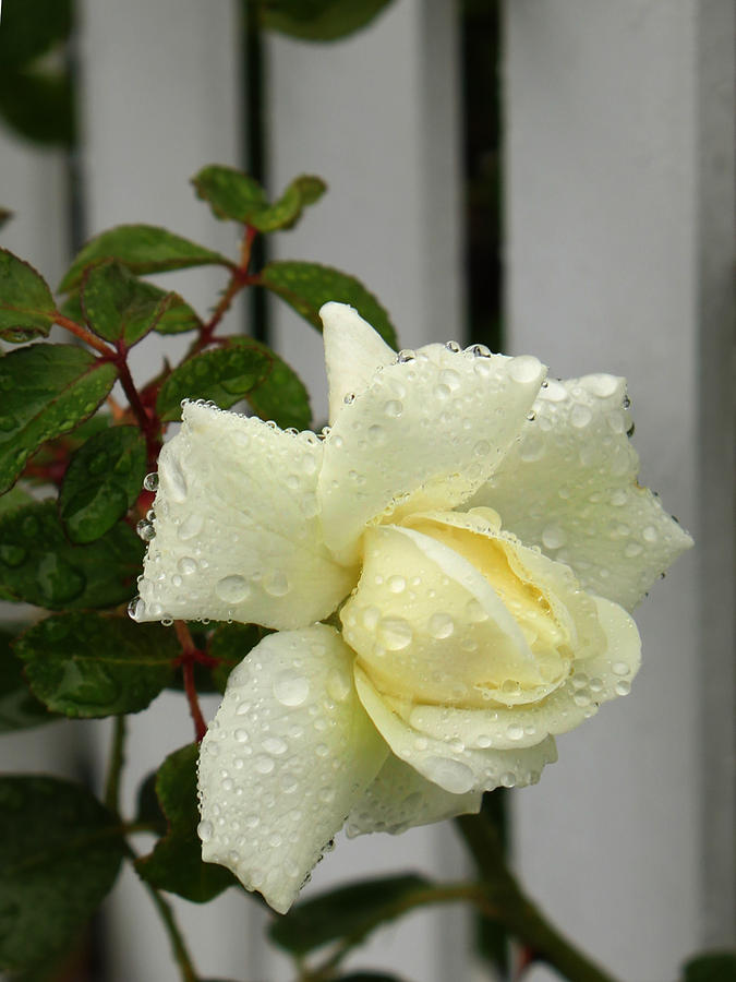 Rose in the Rain Photograph by Beth Johnston