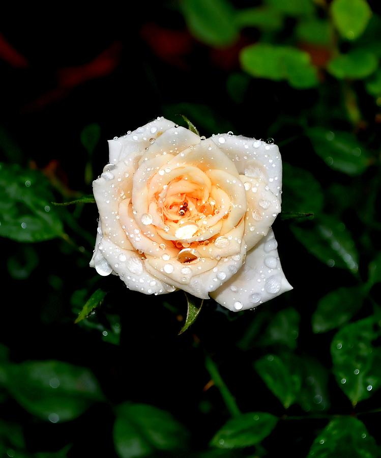 Rose In The Rain Photograph by Deena Stoddard