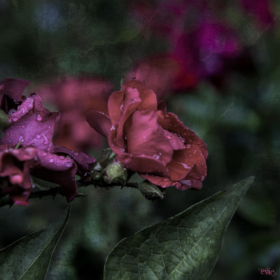 Rose in the Rain Photograph by Evie Carrier