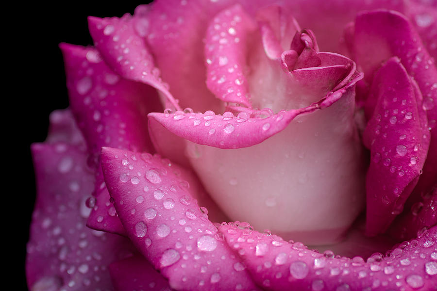 Rose in the Rain Photograph by James Barber