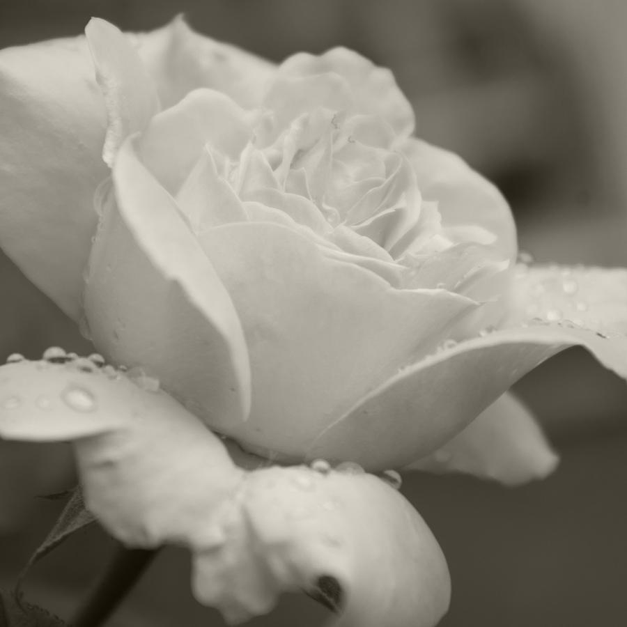 Rose in the Rain Photograph by Sharon Popek