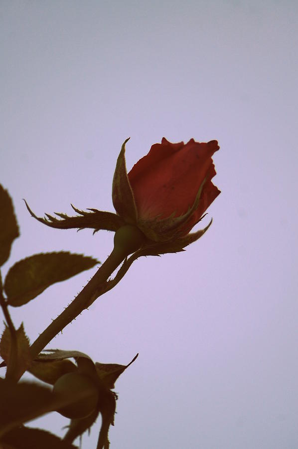 Rose in the Sky Photograph by Laurie Perry - Fine Art America