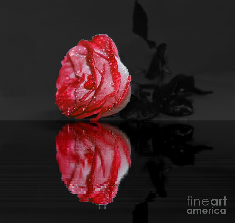 Nature Photograph - Rose in Water by Julia Fine Art And Photography