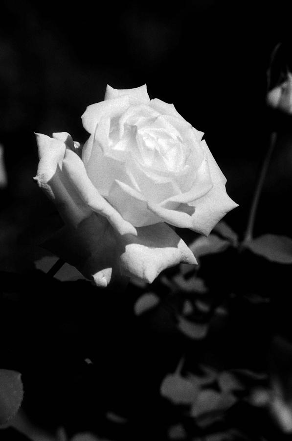 Rose - Infrared Photograph by Pamela Critchlow