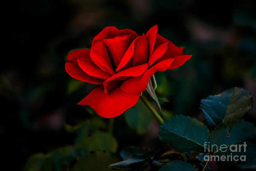 Inspirational Photograph - Rose Is A Rose by Robert Bales