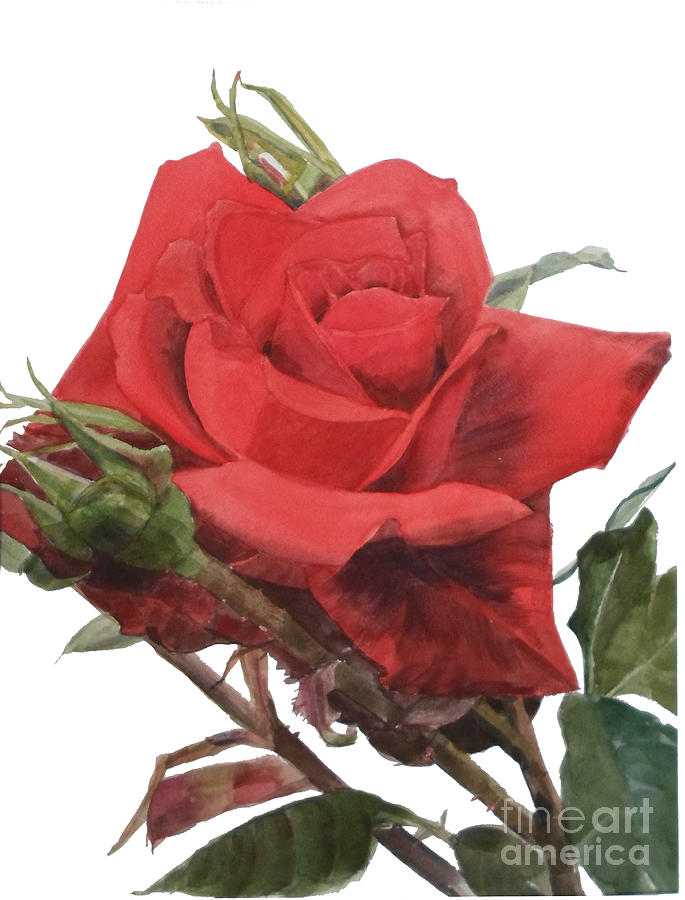 Watercolor of a Single Red Rose on a Stem with Buds  Painting by Greta Corens