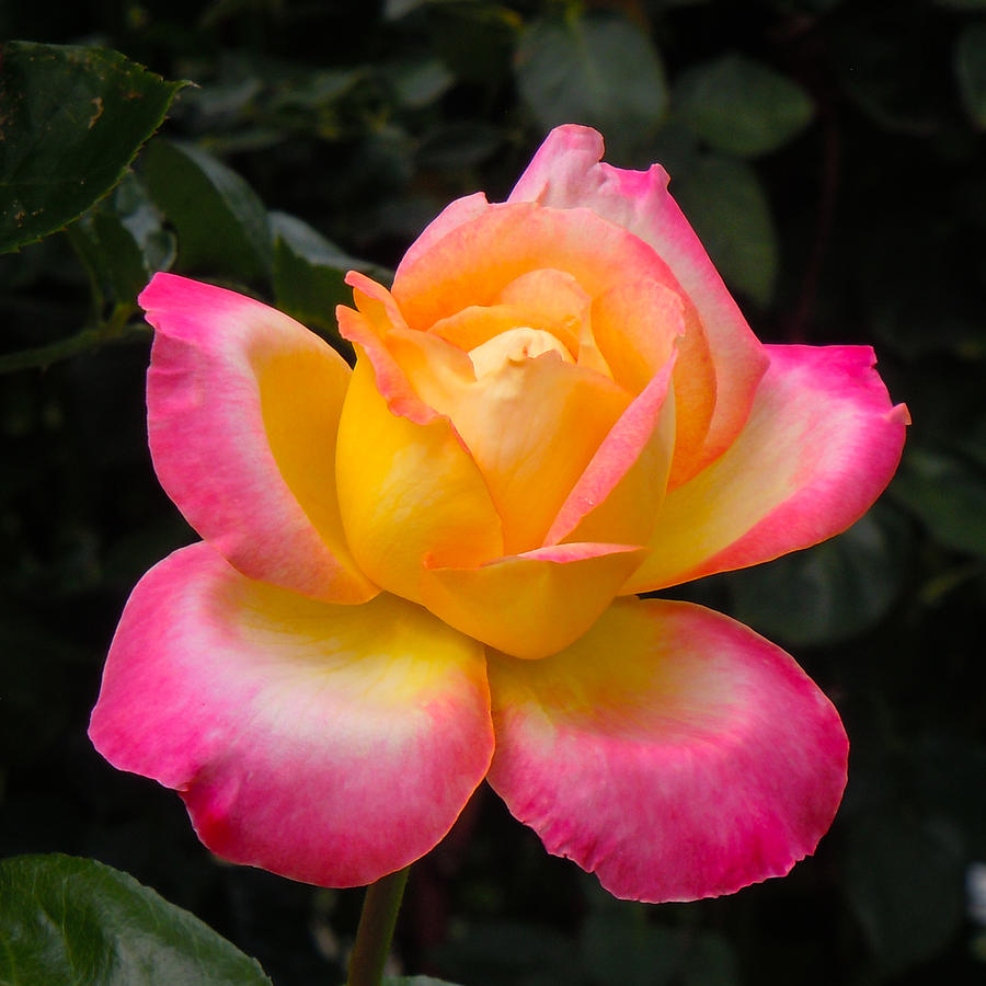 Rose Photograph