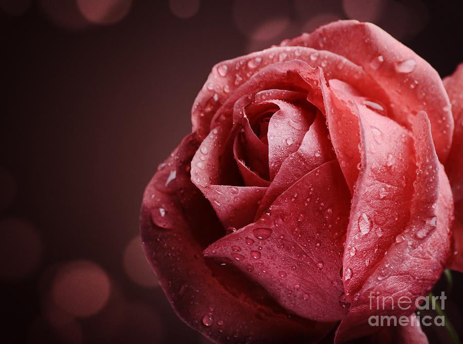 Rose With Water Drops Photograph