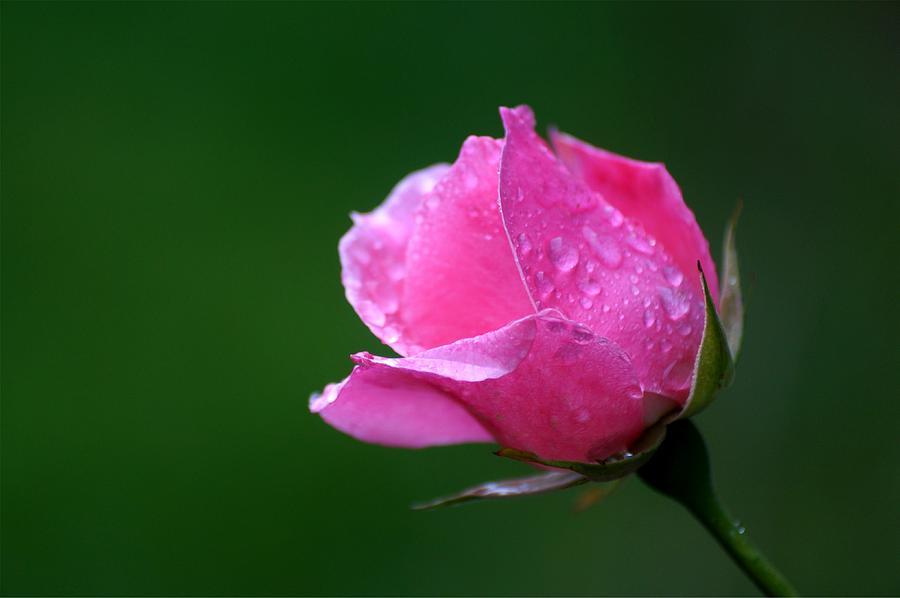 Rose Photograph by John Murphy - Fine Art America