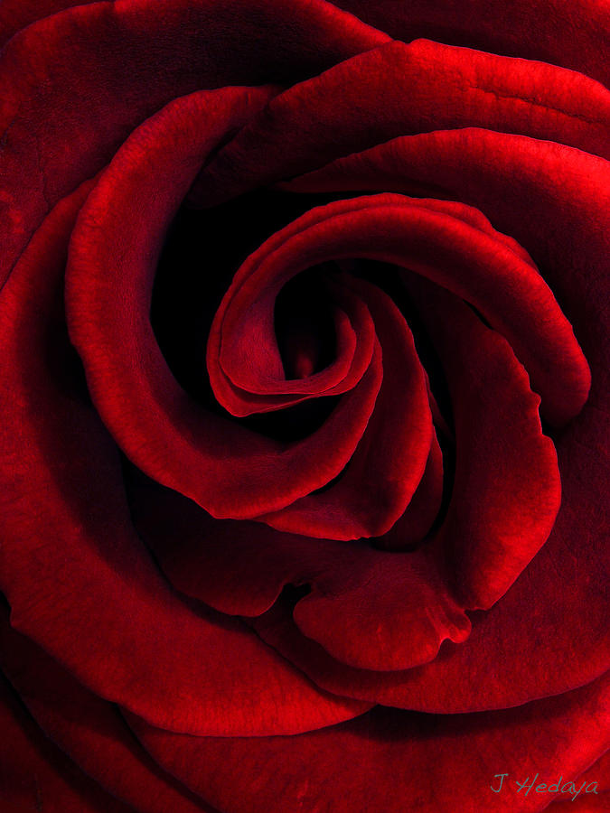 Rose Photograph by Joseph Hedaya