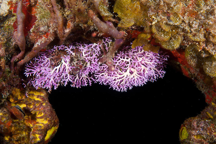 Rose Lace Coral Photograph by Andrew J. Martinez