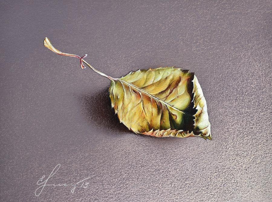 Still Life Drawing - Rose leaf by Elena Kolotusha