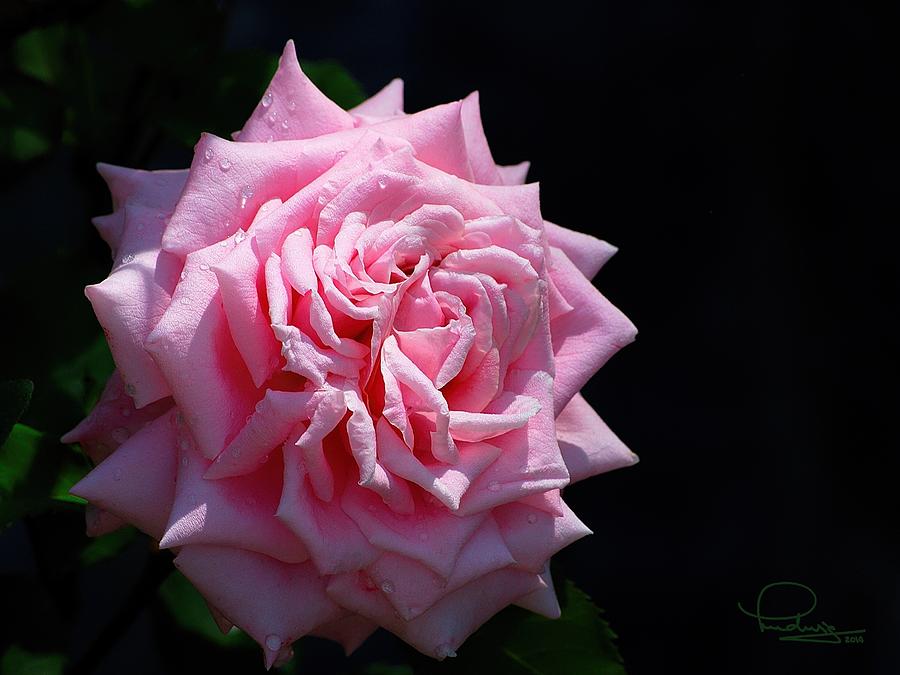 Rose Photograph by Ludwig Keck