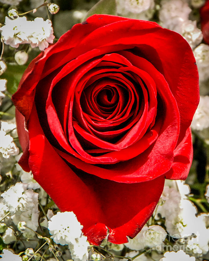 Rose Macro 1 Photograph by Grace Grogan