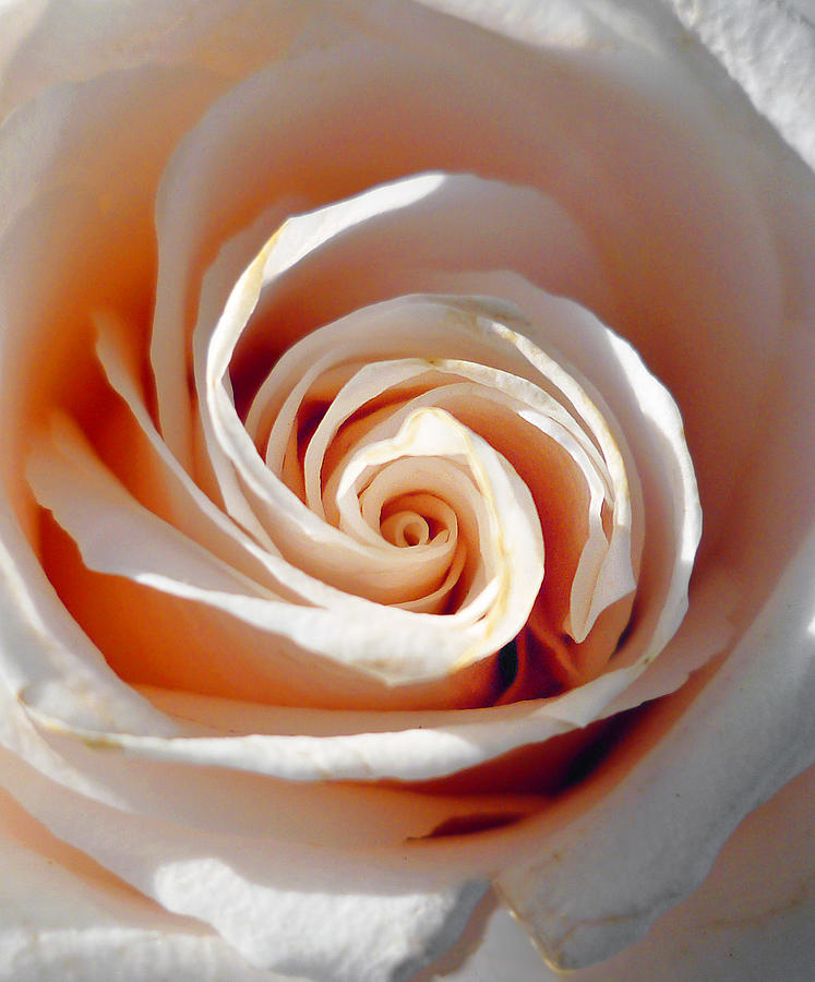 Rose Magnificent Spiral  Photograph by Irina Sztukowski