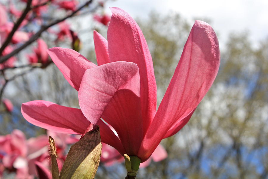 Rose Magnolia  Photograph by Felix Zapata