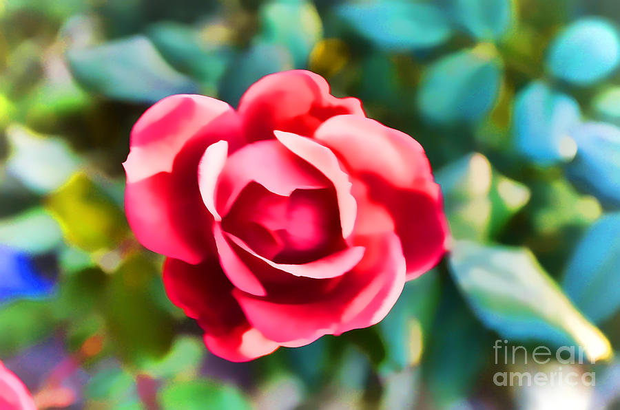 Rose Making A Good Impression Photograph by Luther Fine Art